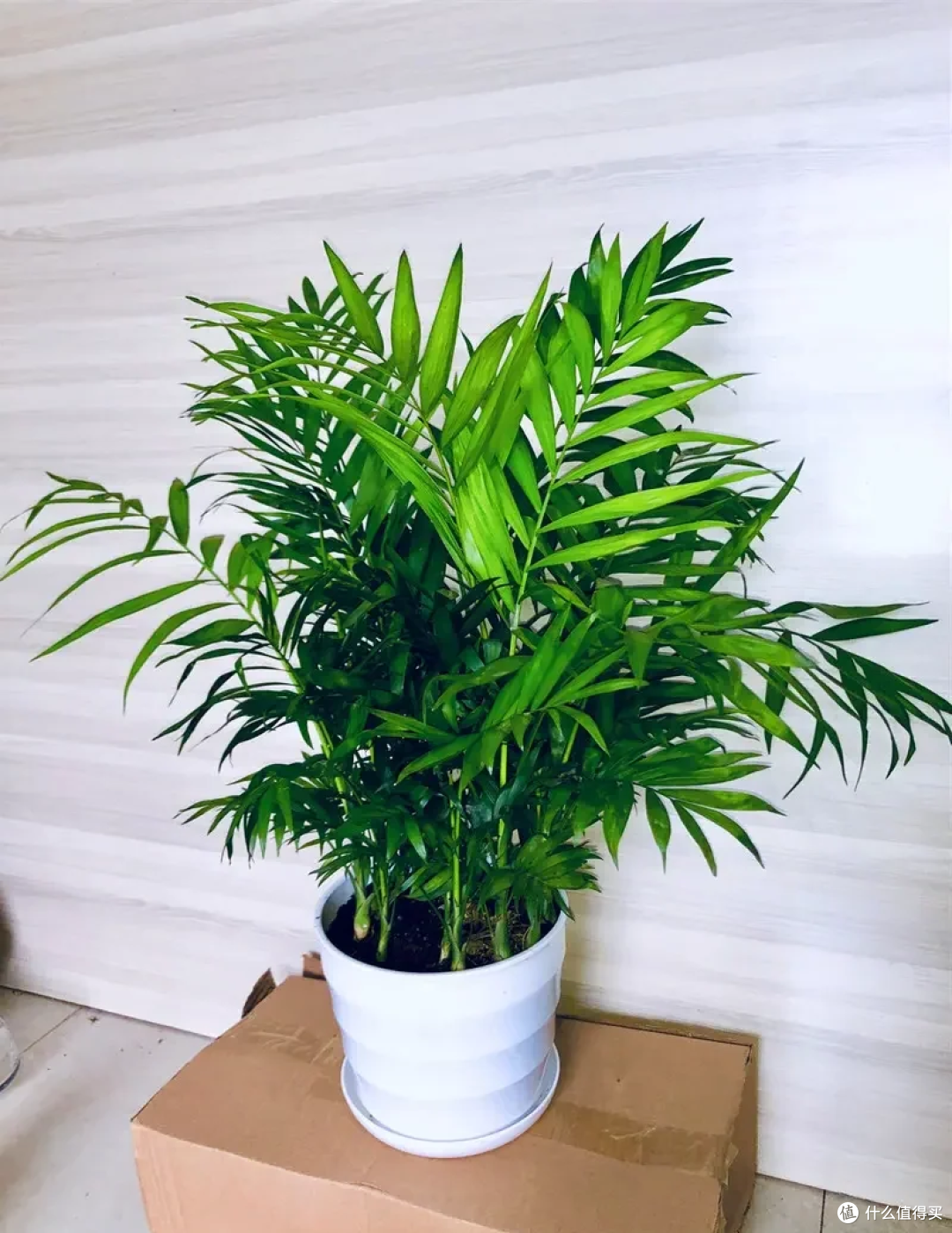 懒人绿植指南,让生活充满绿意的轻松选择