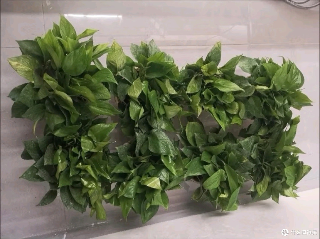 双盟绿萝盆栽:为生活添一抹绿,让清新空气触手可及