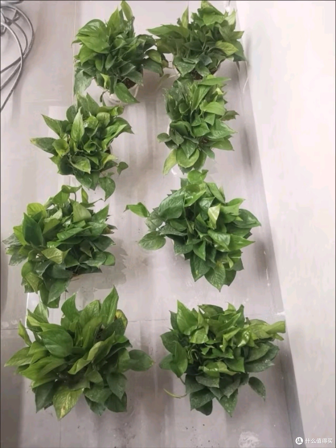 双盟绿萝盆栽:为生活添一抹绿,让清新空气触手可及