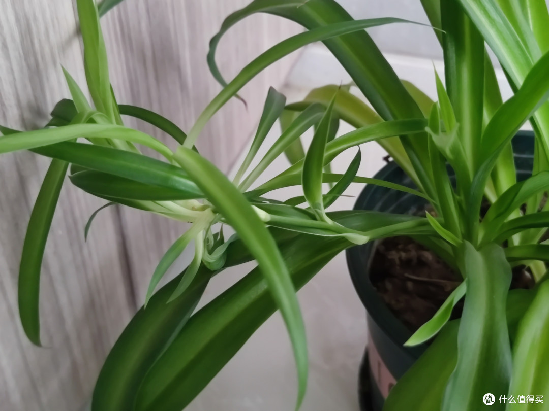 要想选懒人绿植,听我的,就选吊兰。