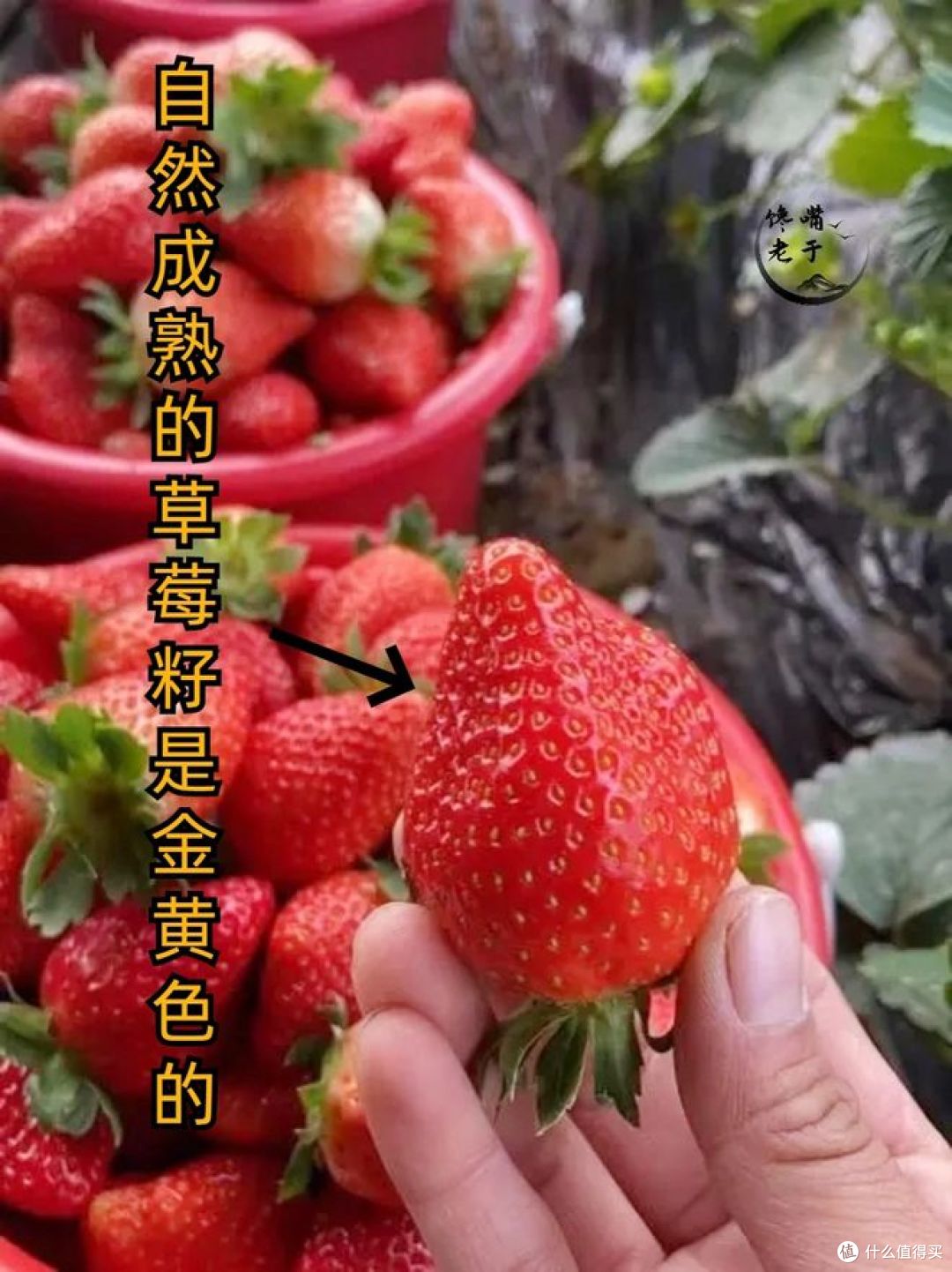 激素草莓和自然熟草莓的区别,你知道多少?