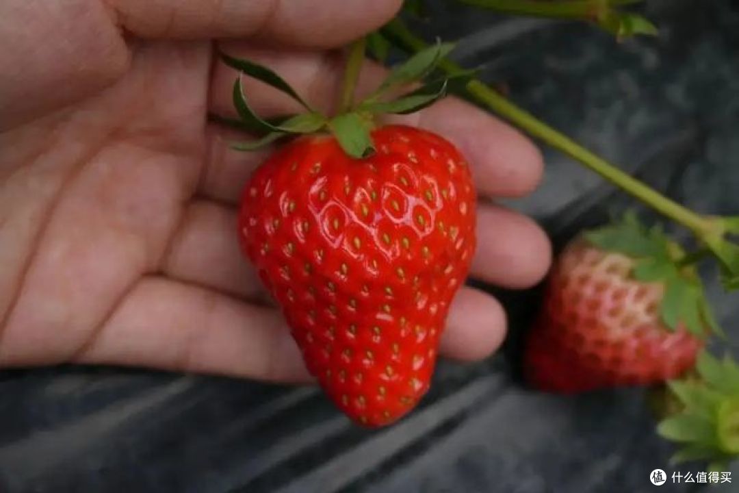 激素草莓和自然熟草莓的区别,你知道多少?