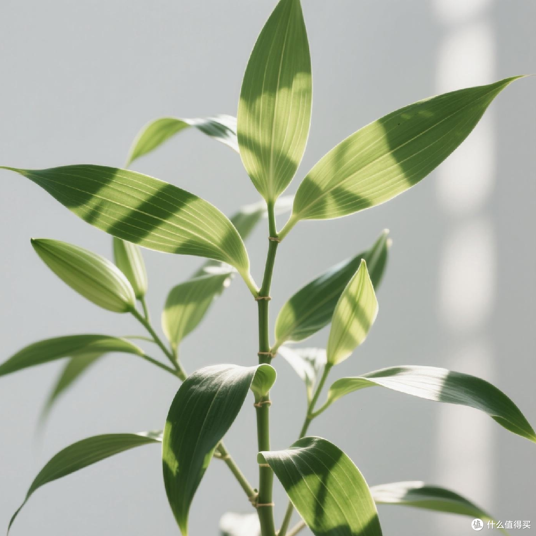 适合懒人的百合竹种植技巧