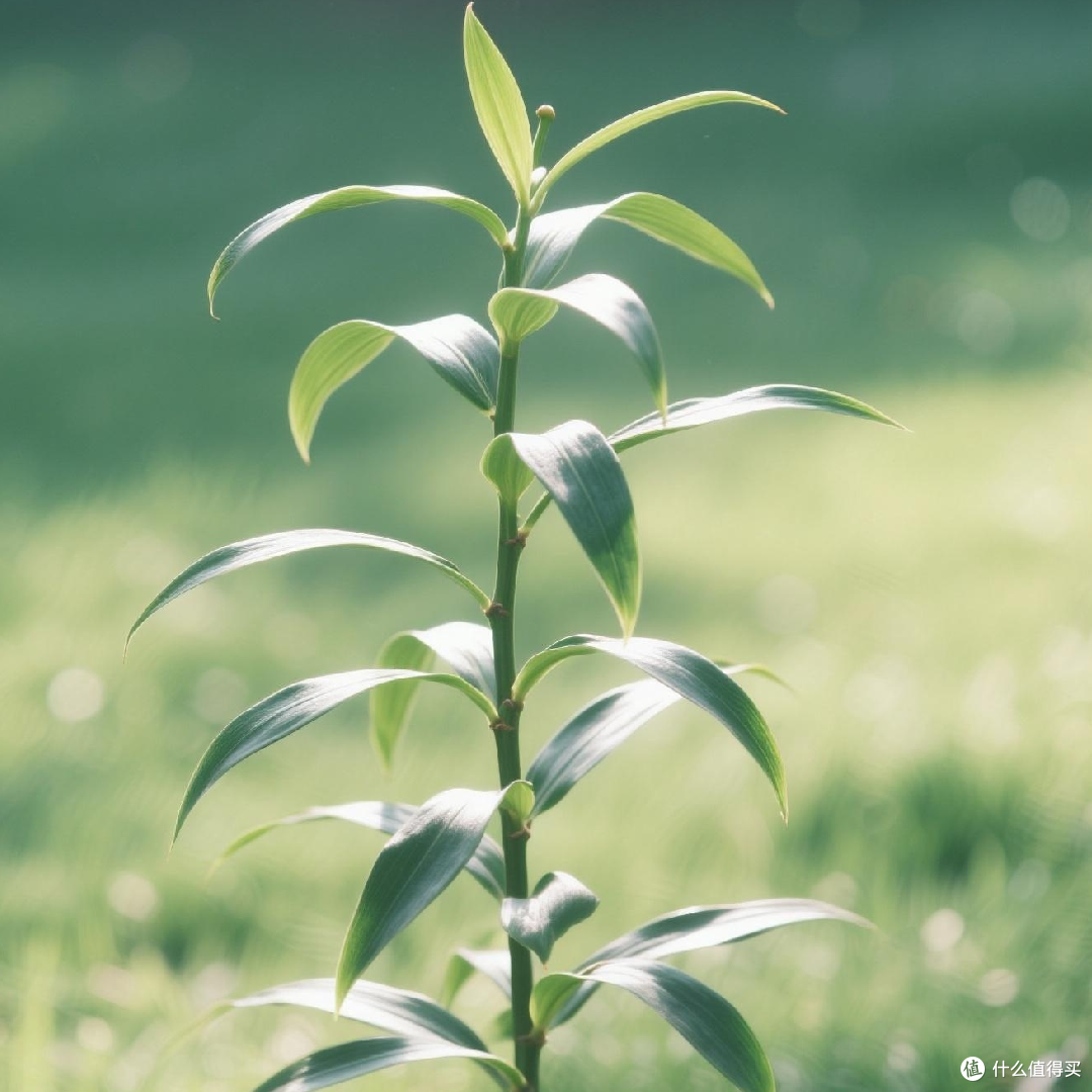 适合懒人的百合竹种植技巧