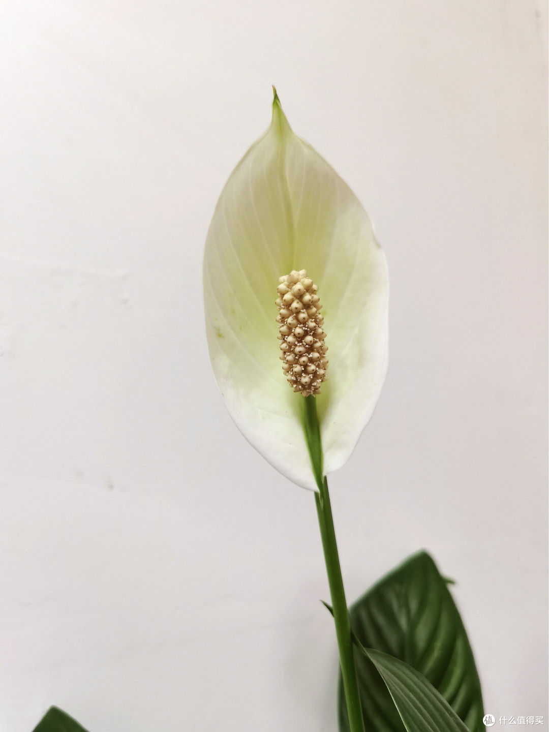 白掌好养活,很适合新手种植