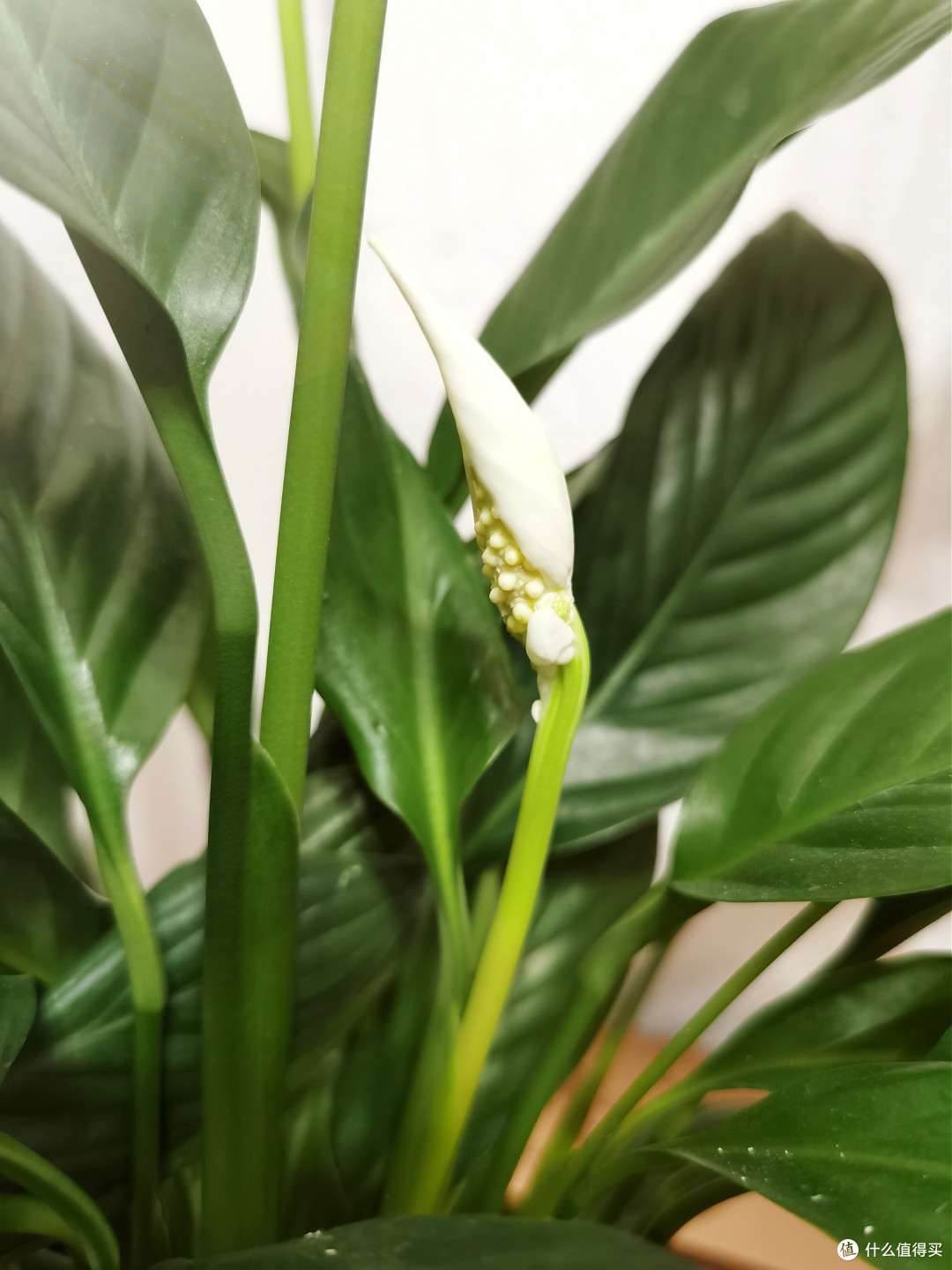 白掌好养活,很适合新手种植