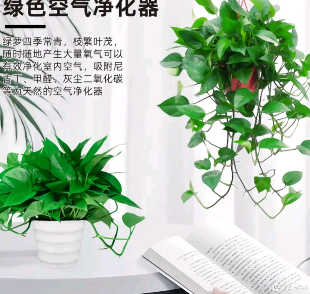懒人绿植选购攻略:线上优质店铺推荐与绿萝购买要点