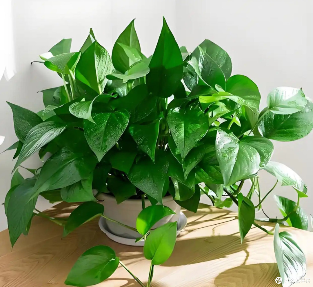 绿萝:静默的绿意哲学家