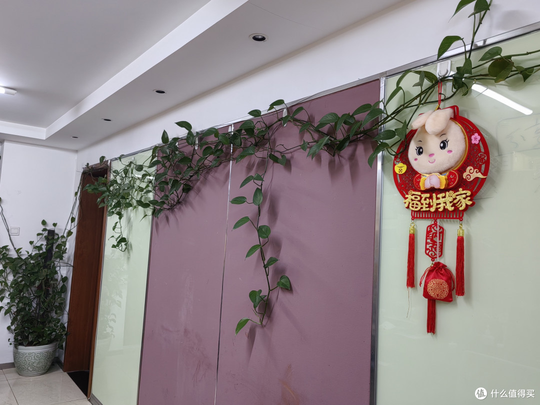 懒人绿植养护全攻略:我的绿萝养护心得