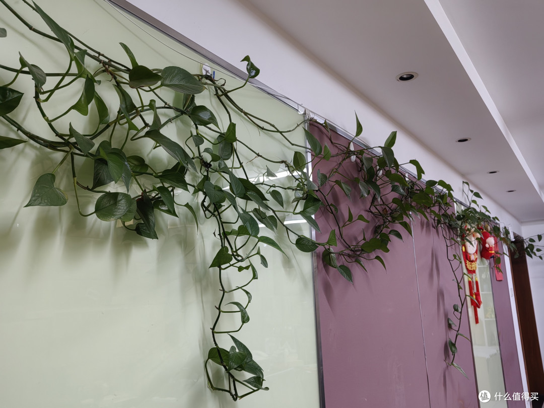 懒人绿植养护全攻略:我的绿萝养护心得