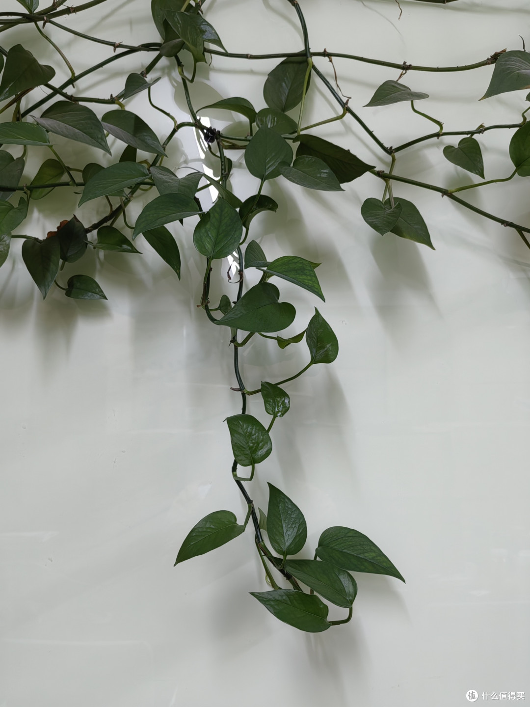 懒人绿植养护全攻略:我的绿萝养护心得