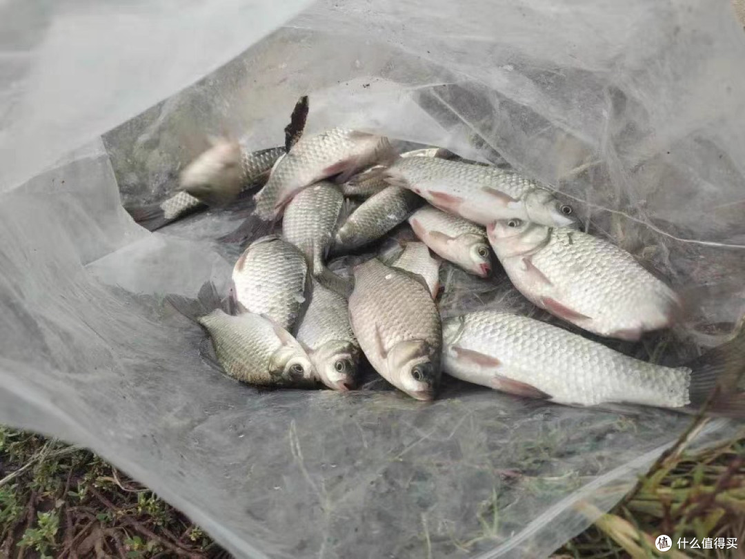 经典野钓饵料推荐