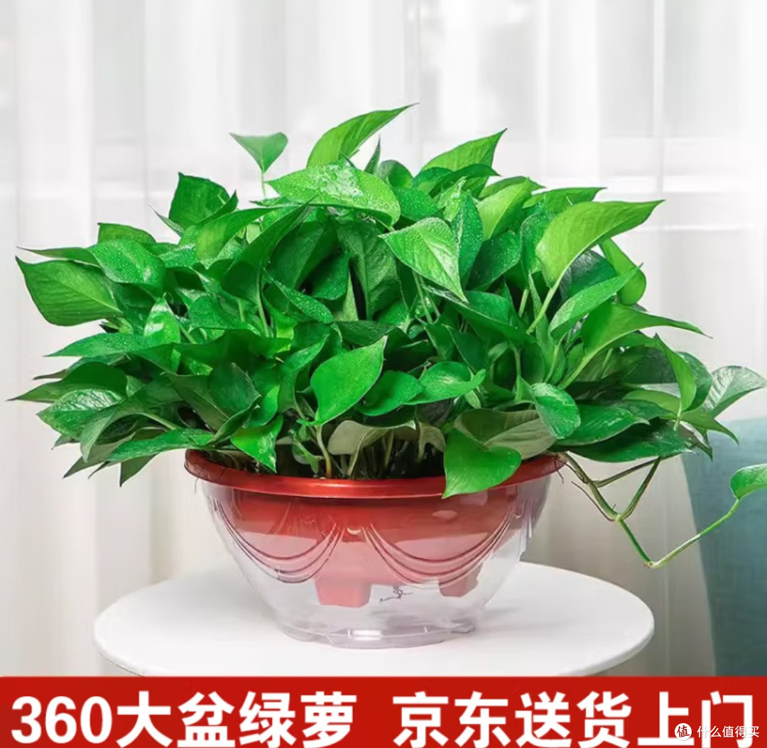 拥抱“懒人绿植”:双盟绿萝你新房的空气净化与心灵慰藉之选!