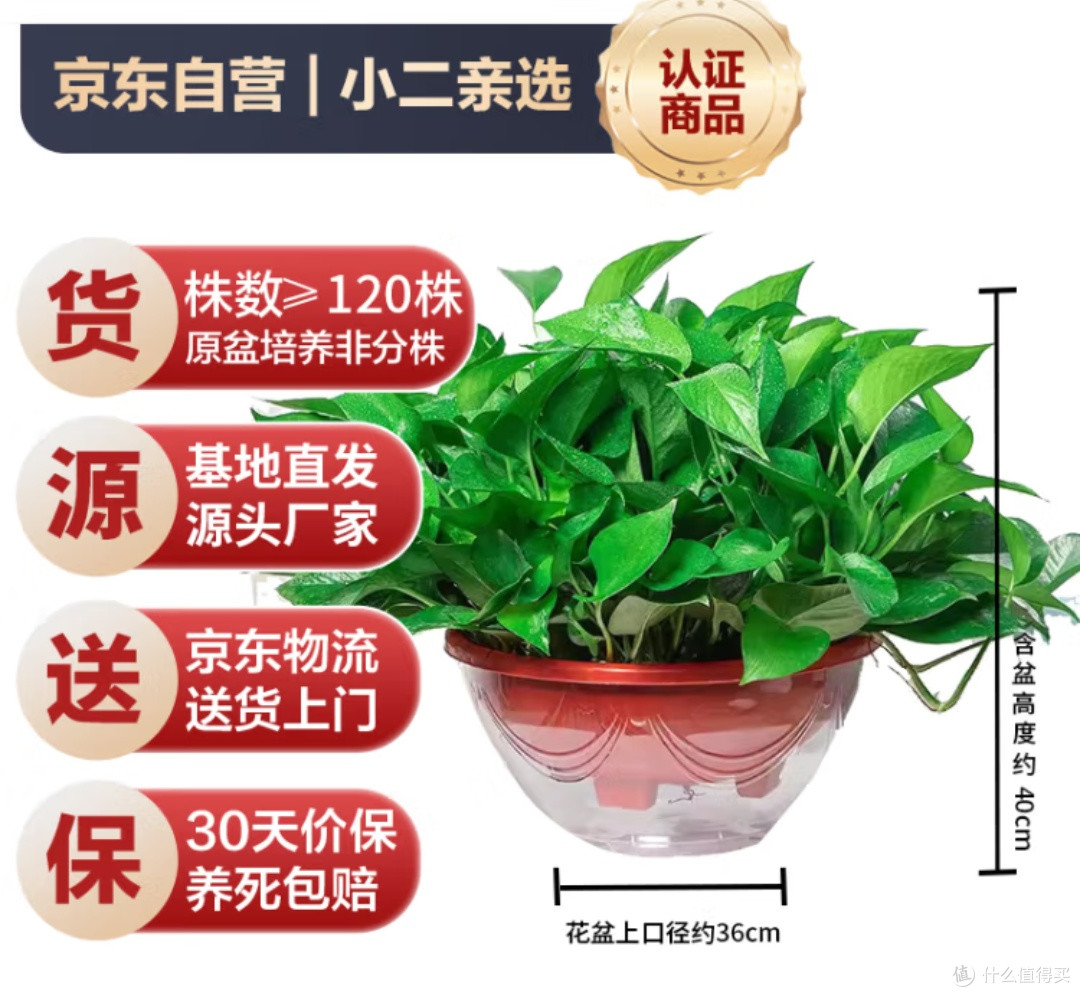 拥抱“懒人绿植”:双盟绿萝你新房的空气净化与心灵慰藉之选!