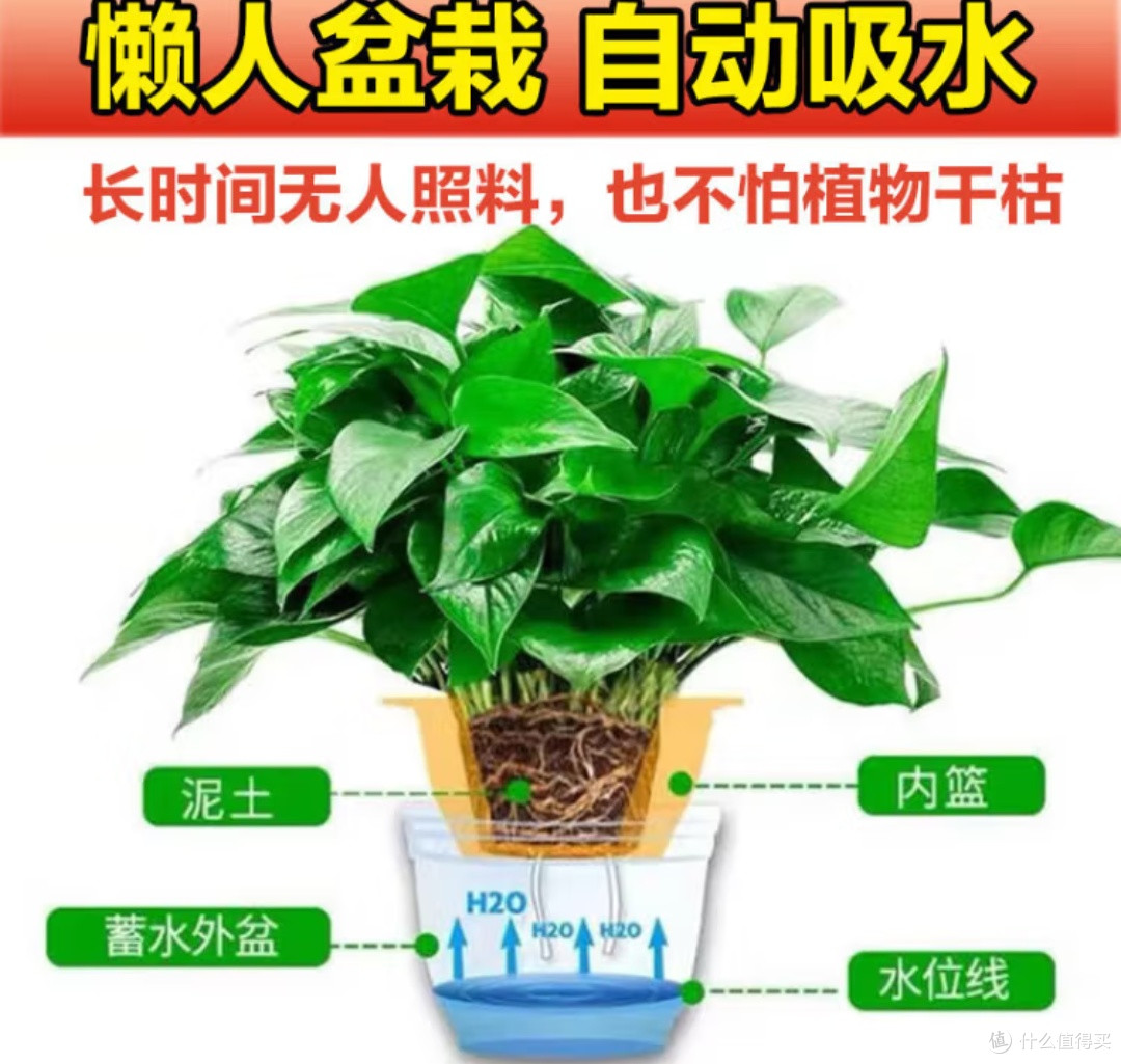拥抱“懒人绿植”:双盟绿萝你新房的空气净化与心灵慰藉之选!