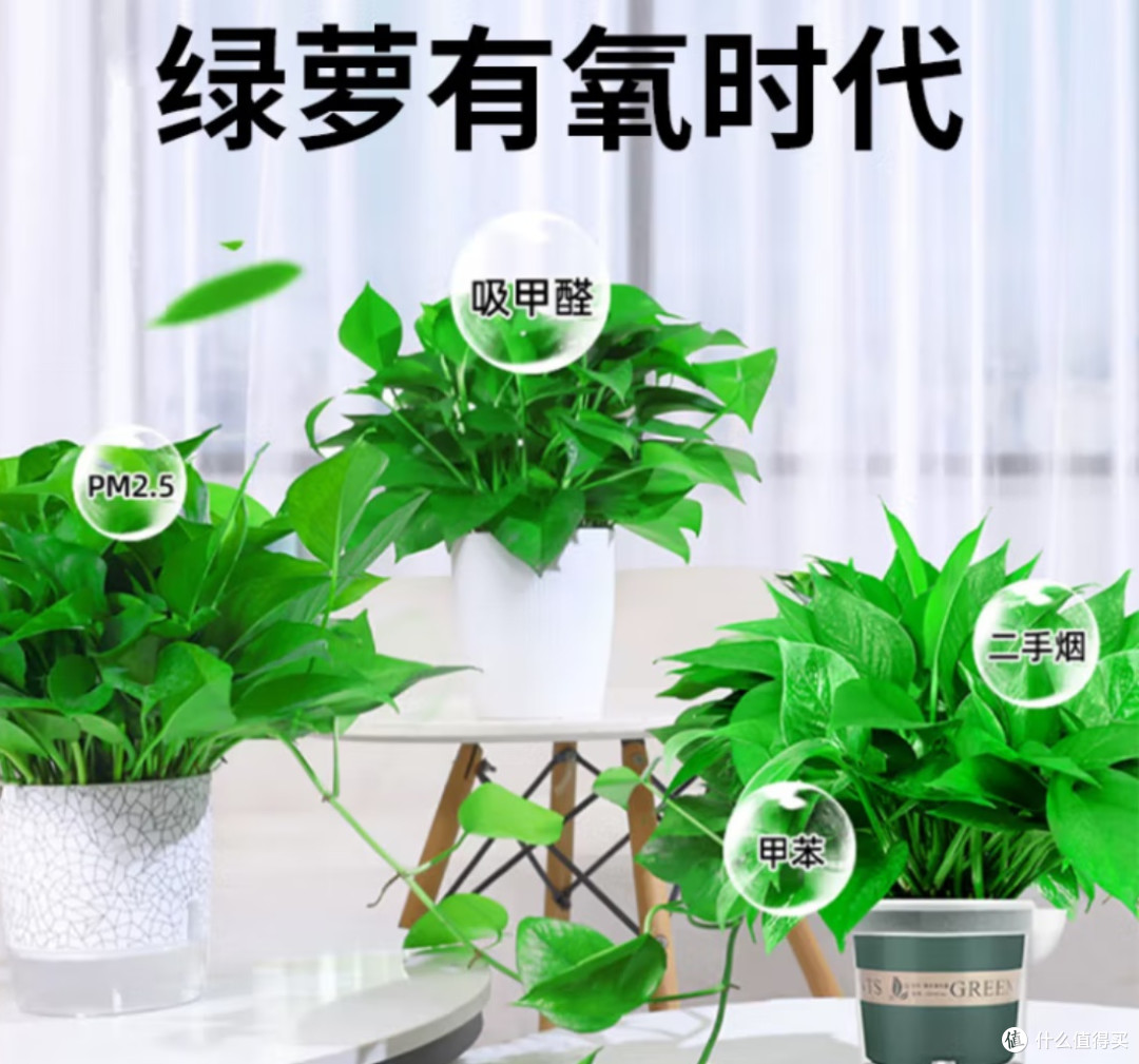 拥抱“懒人绿植”:双盟绿萝你新房的空气净化与心灵慰藉之选!