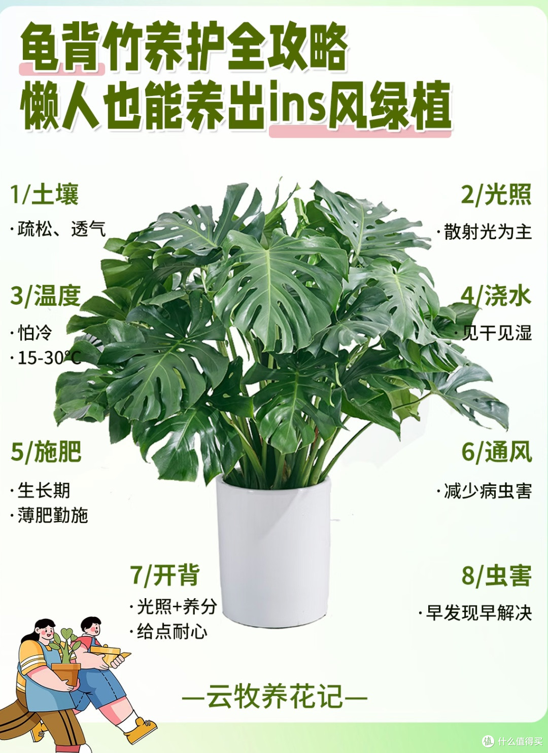 懒人绿植养护宝典:龟背竹与鹅掌柴的“佛系”呵护法