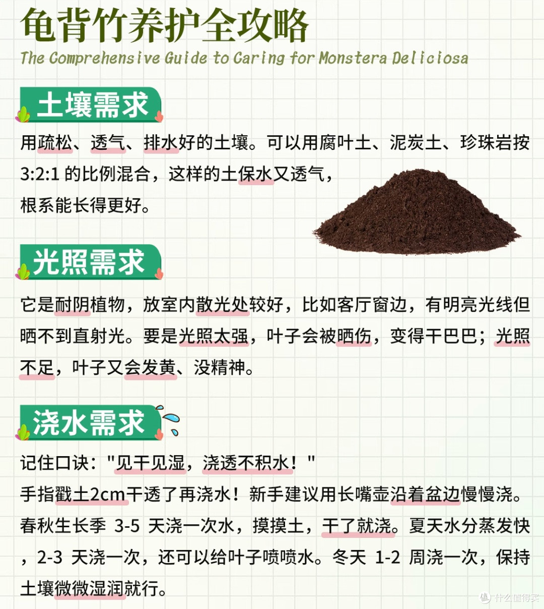 懒人绿植养护宝典:龟背竹与鹅掌柴的“佛系”呵护法