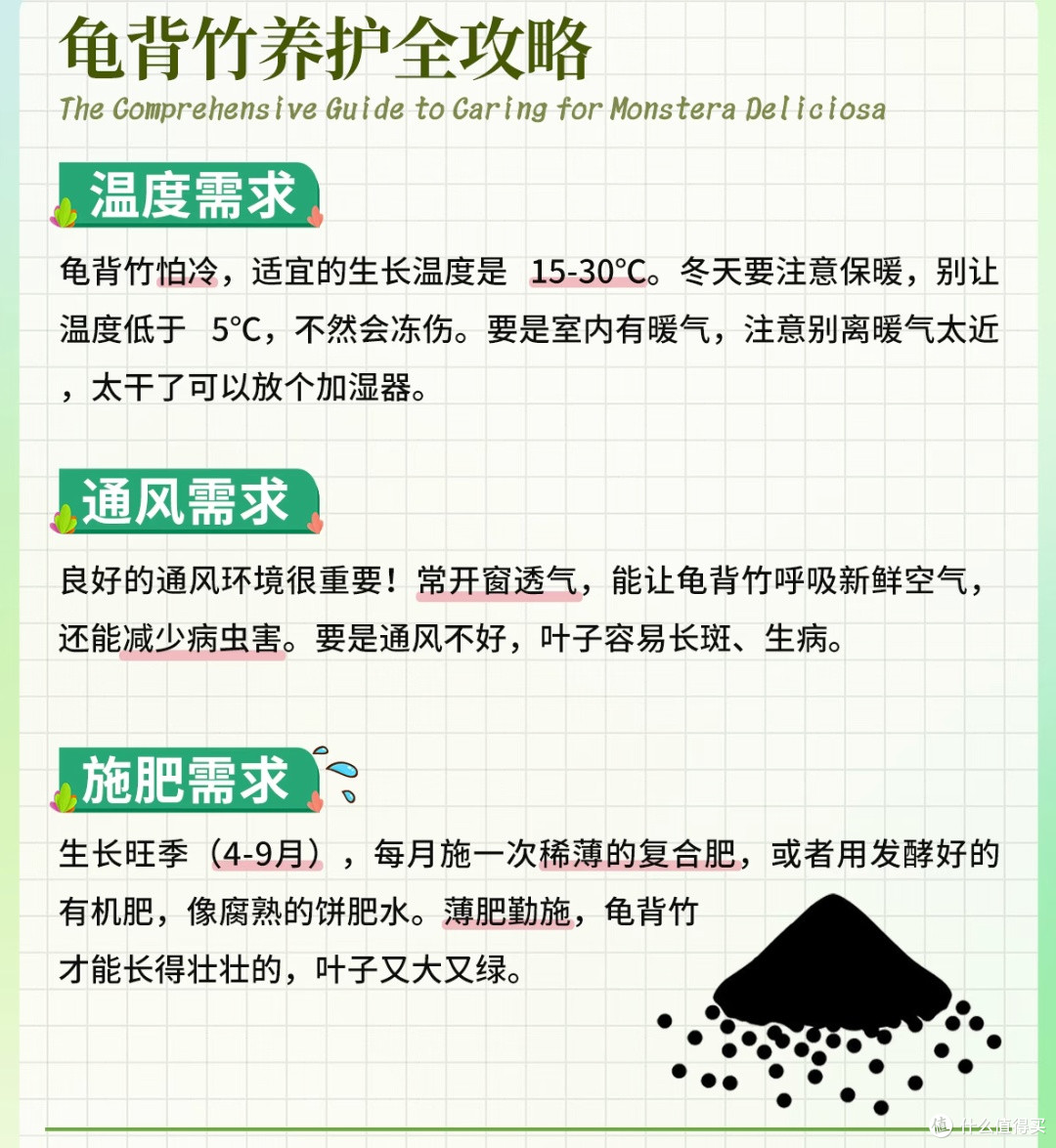 懒人绿植养护宝典:龟背竹与鹅掌柴的“佛系”呵护法