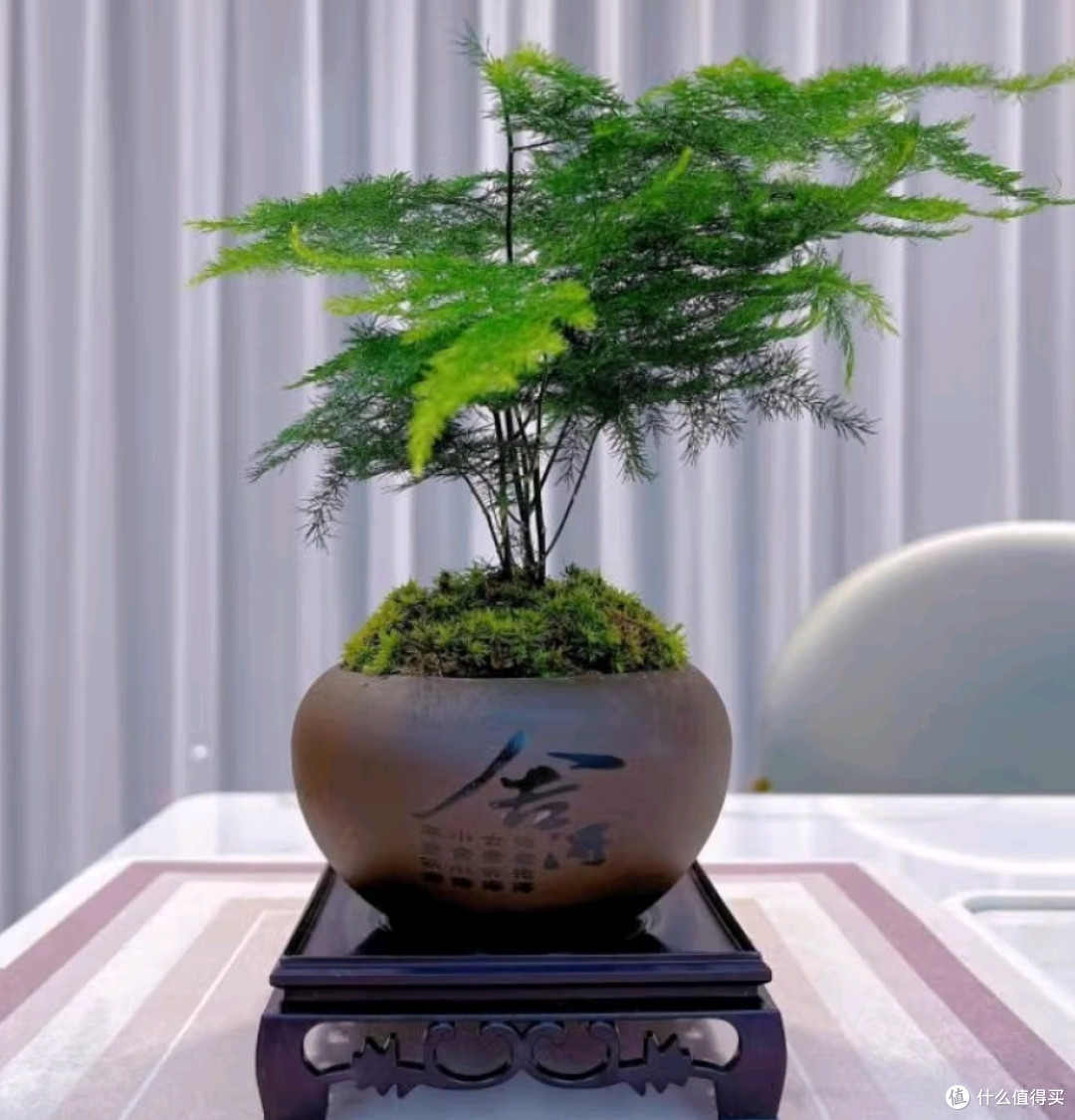 懒人福音！这些绿植好养活，让你家绿意盎然不费劲！