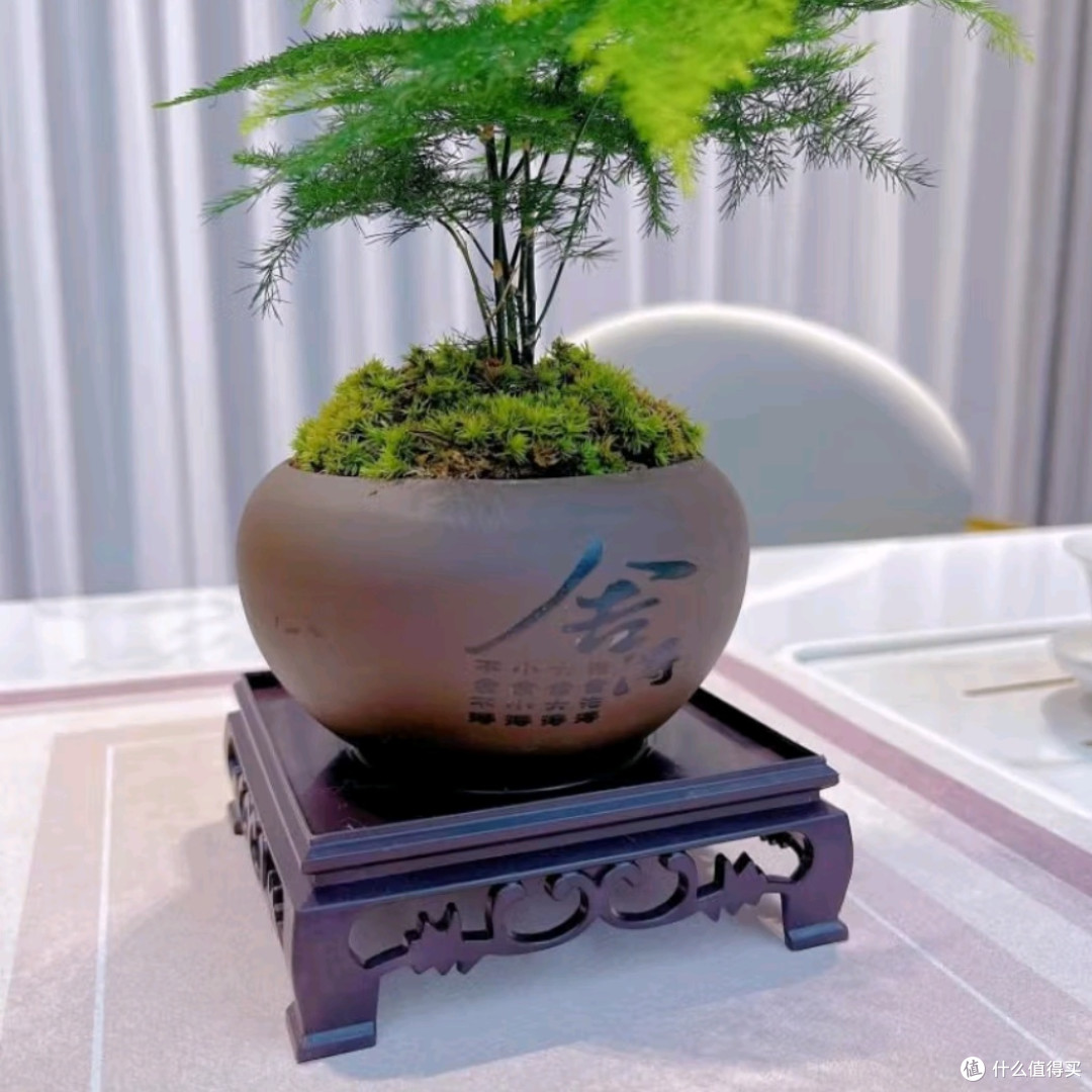 懒人福音！这些绿植好养活，让你家绿意盎然不费劲！