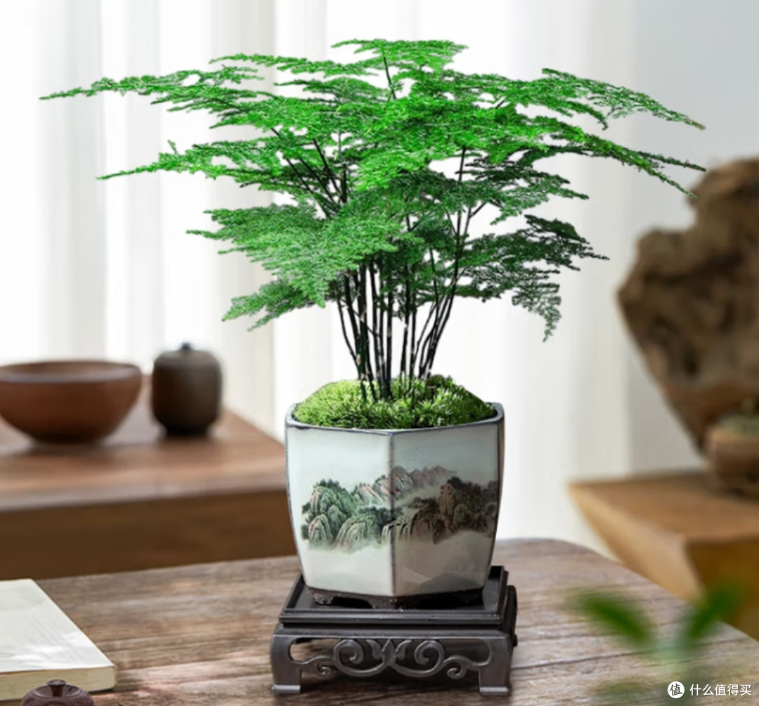 懒人福音！这些绿植好养活，让你家绿意盎然不费劲！