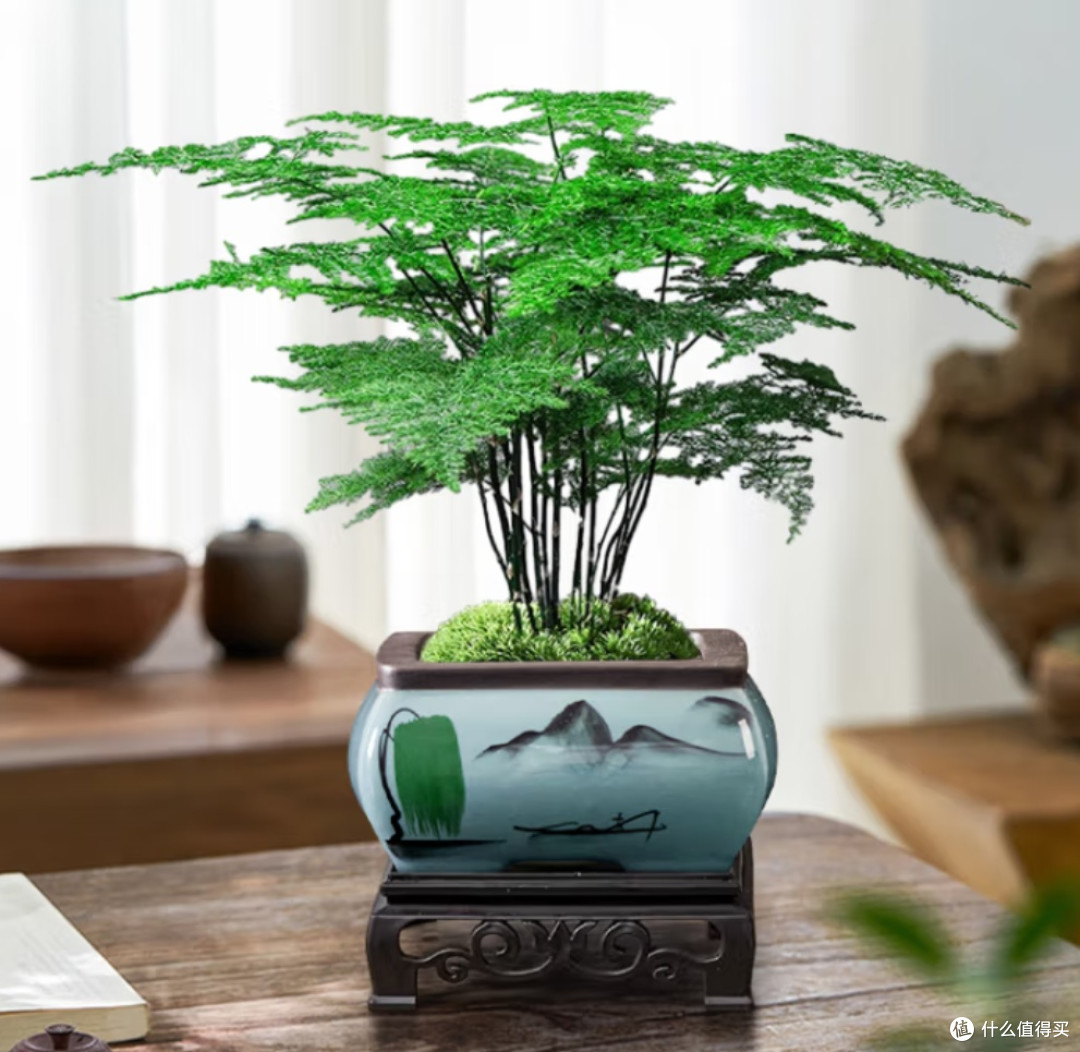 懒人福音！这些绿植好养活，让你家绿意盎然不费劲！