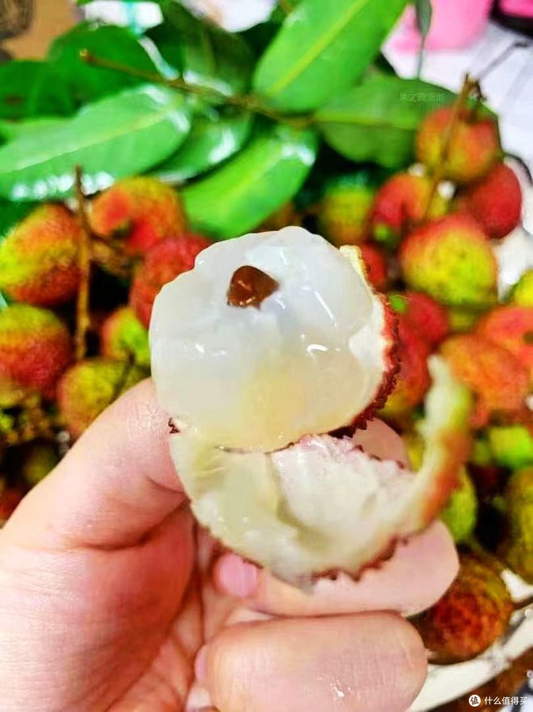 荔枝几月结果几月成熟？何时品尝最鲜美？