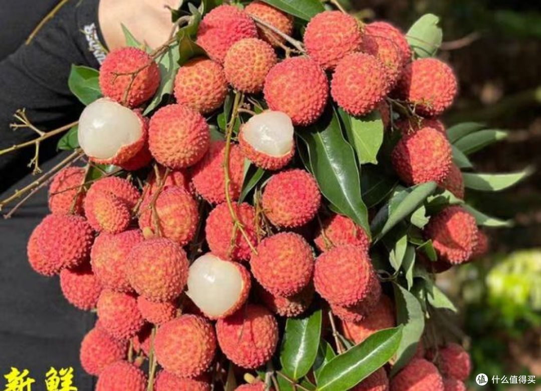 荔枝几月结果几月成熟？何时品尝最鲜美？