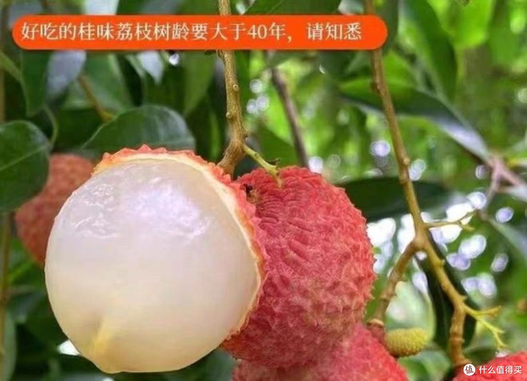 荔枝几月结果几月成熟？何时品尝最鲜美？