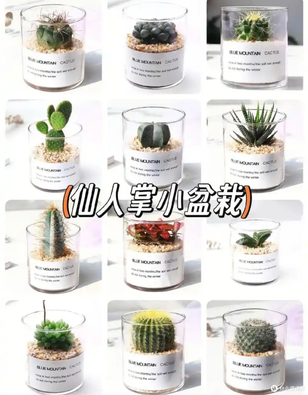 懒人绿植天花板！仙人掌的“躺平式养护指南”