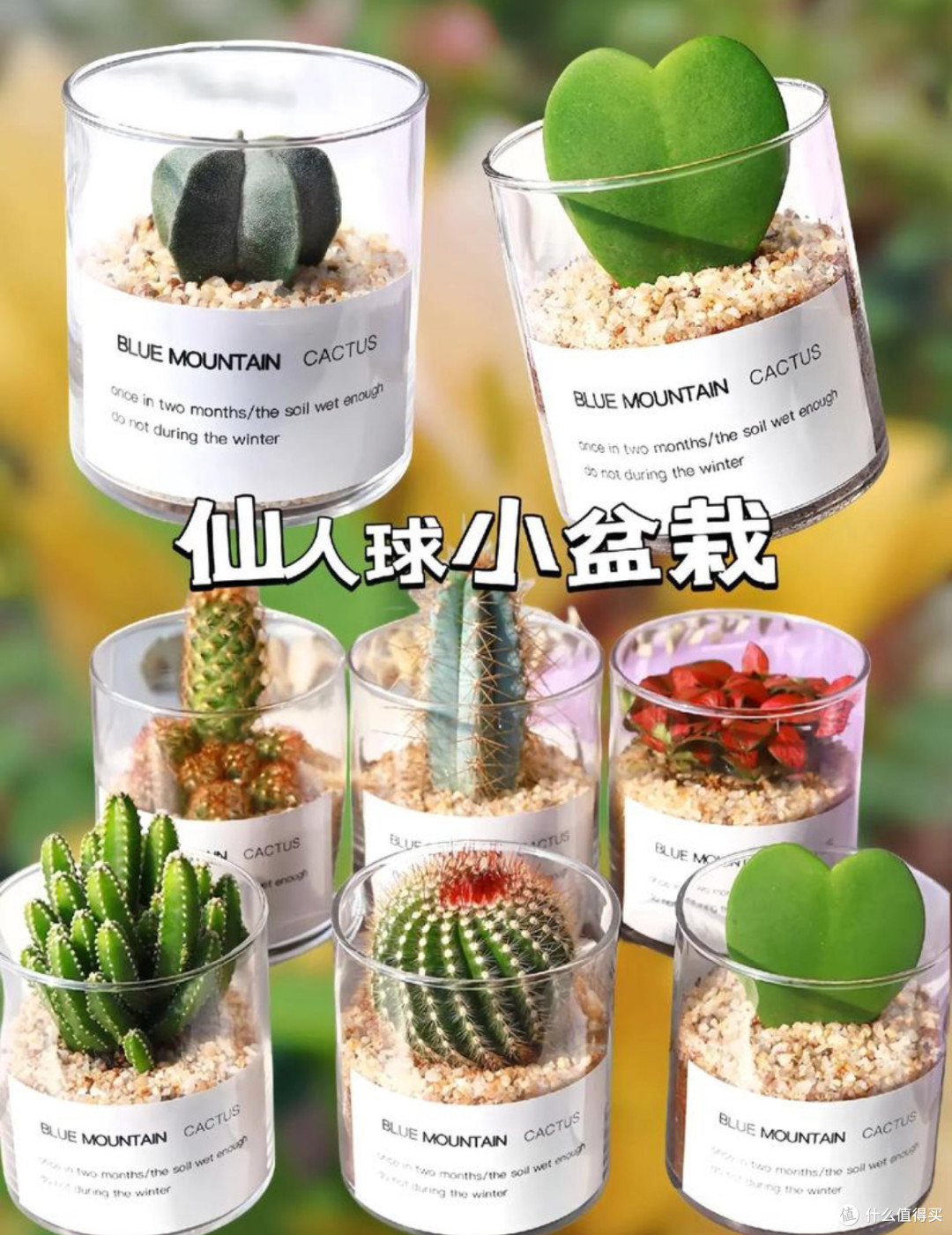 懒人绿植天花板！仙人掌的“躺平式养护指南”