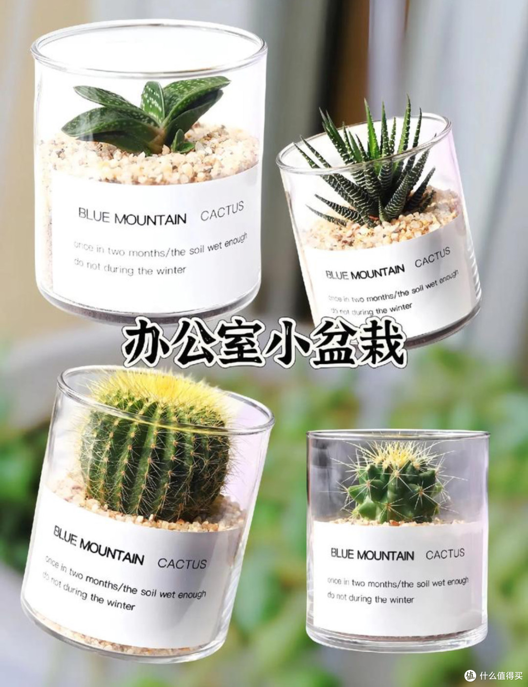 懒人绿植天花板！仙人掌的“躺平式养护指南”