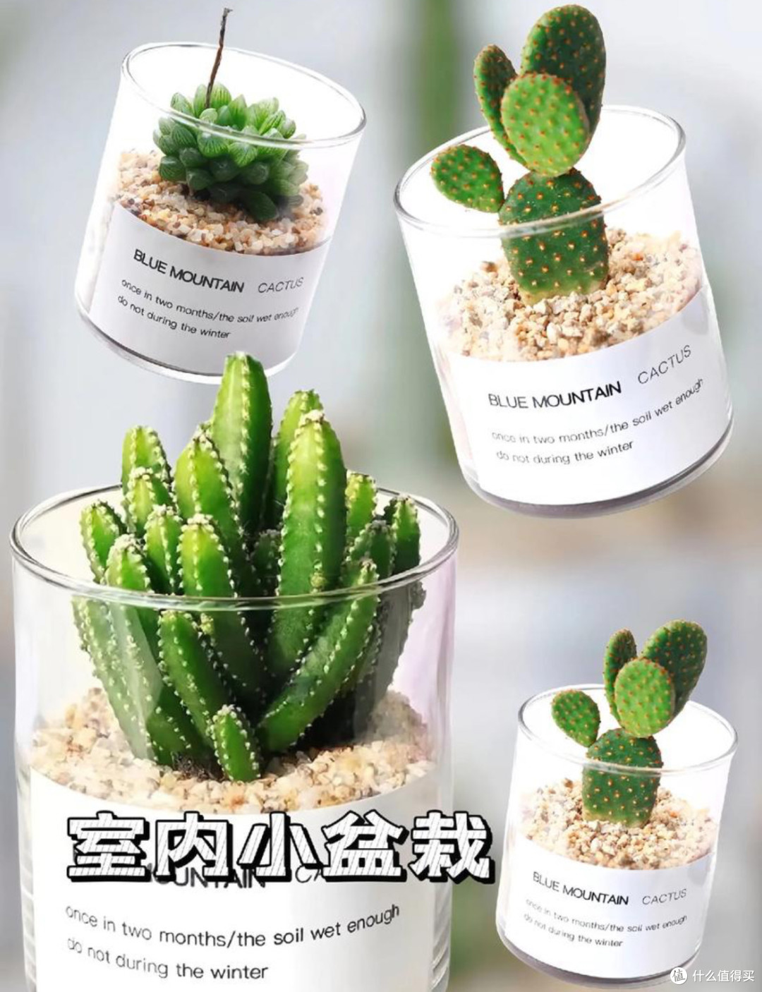 懒人绿植天花板！仙人掌的“躺平式养护指南”