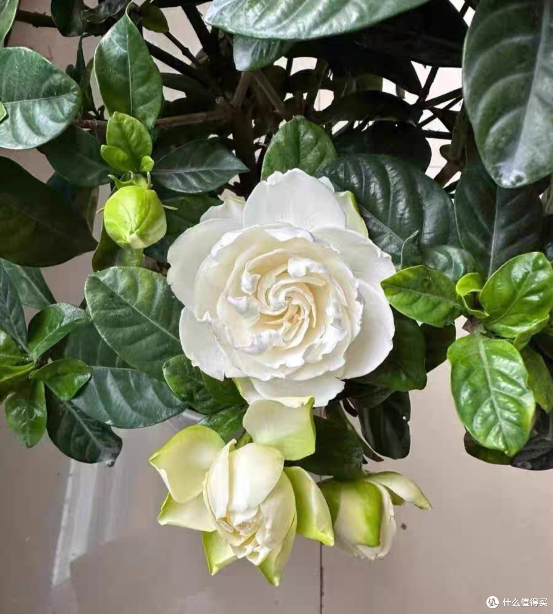 独杆棒棒糖栀子花：人工修剪的独特造型