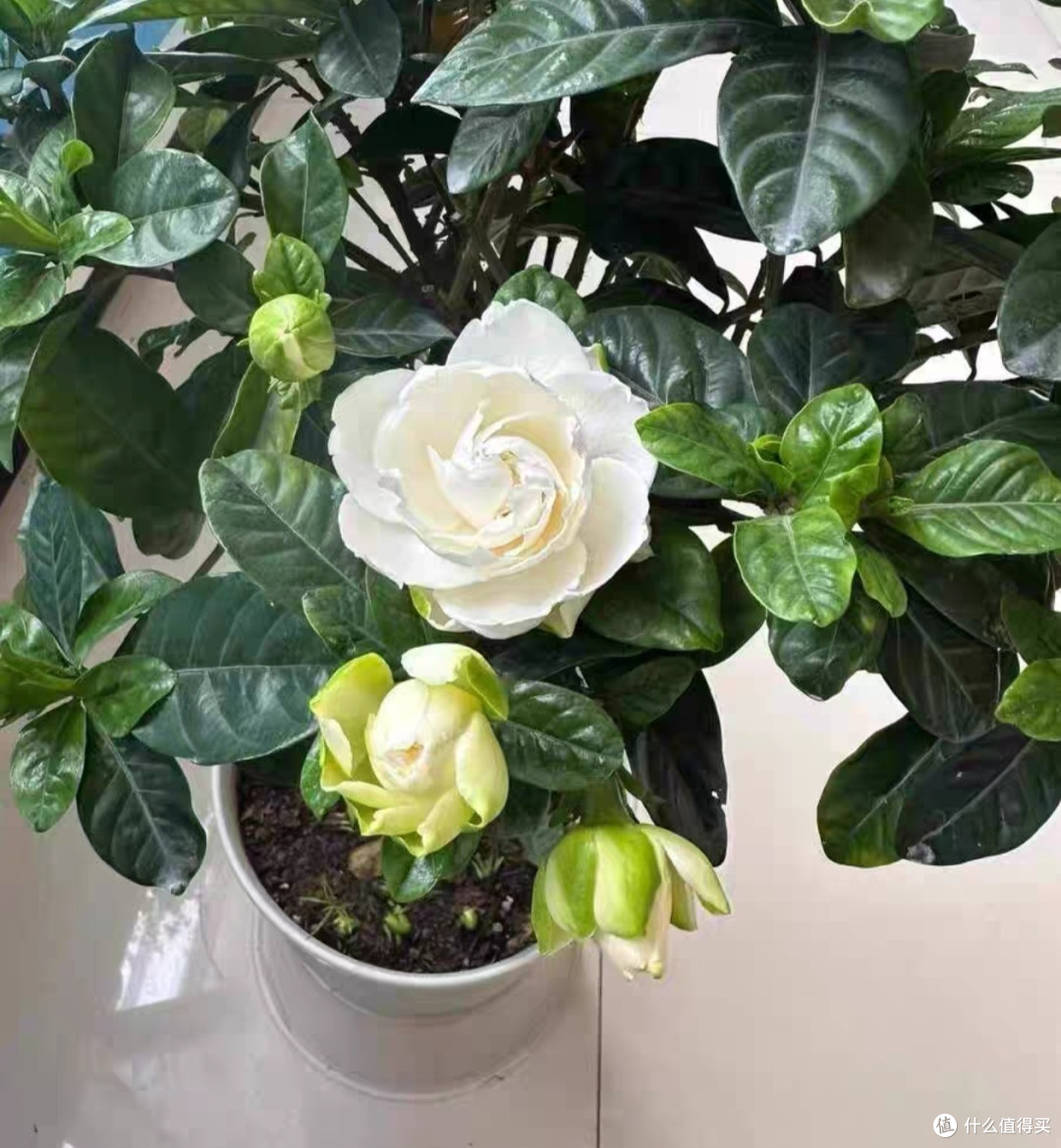 独杆棒棒糖栀子花：人工修剪的独特造型