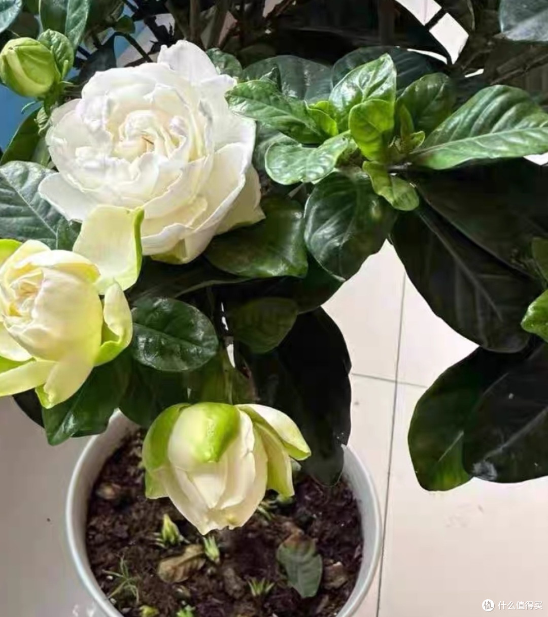 独杆棒棒糖栀子花：人工修剪的独特造型
