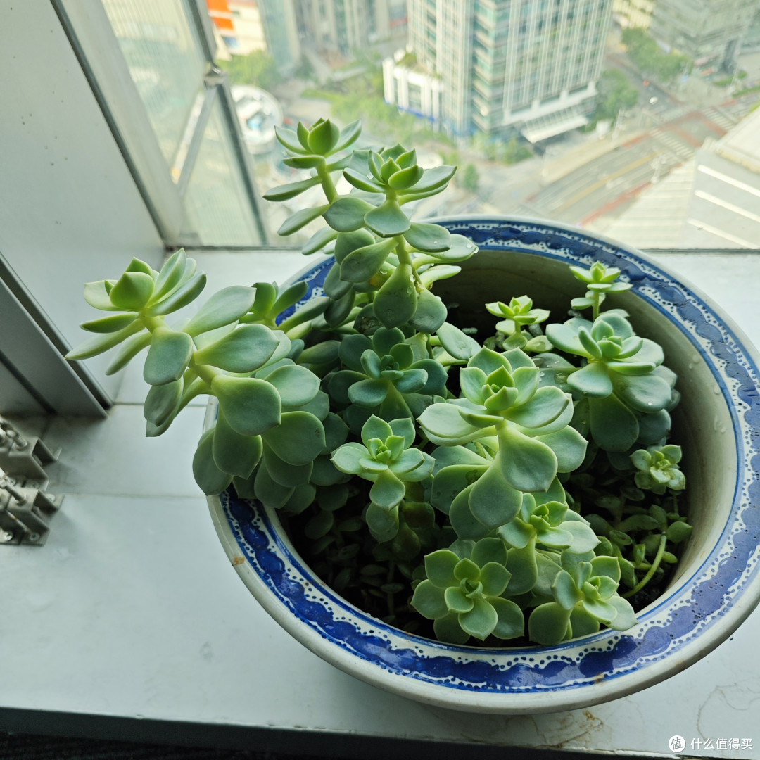 懒人也能养活的绿植推荐