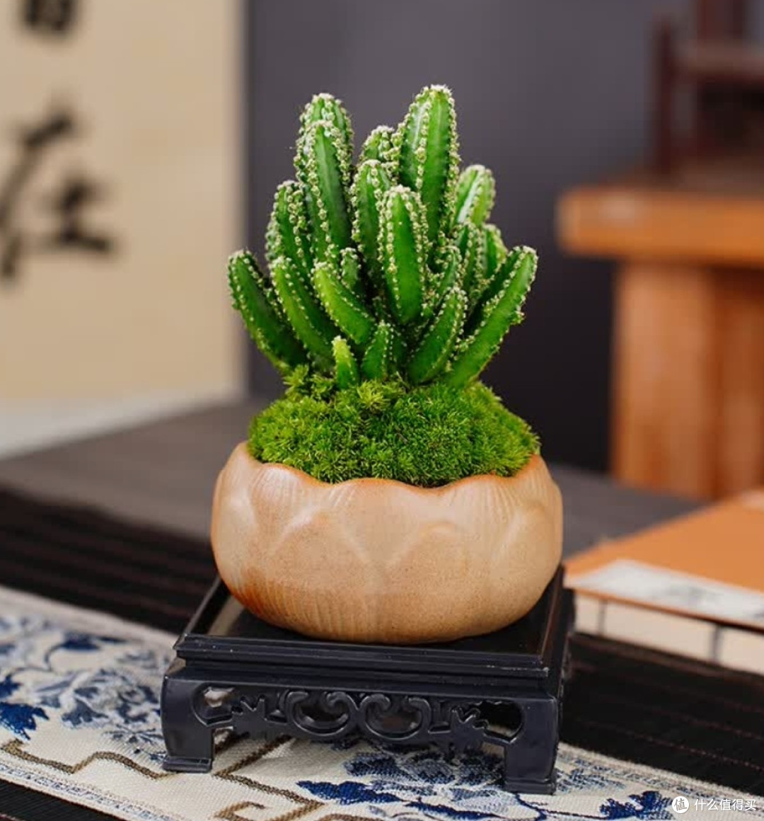 懒人也能养活的绿植推荐