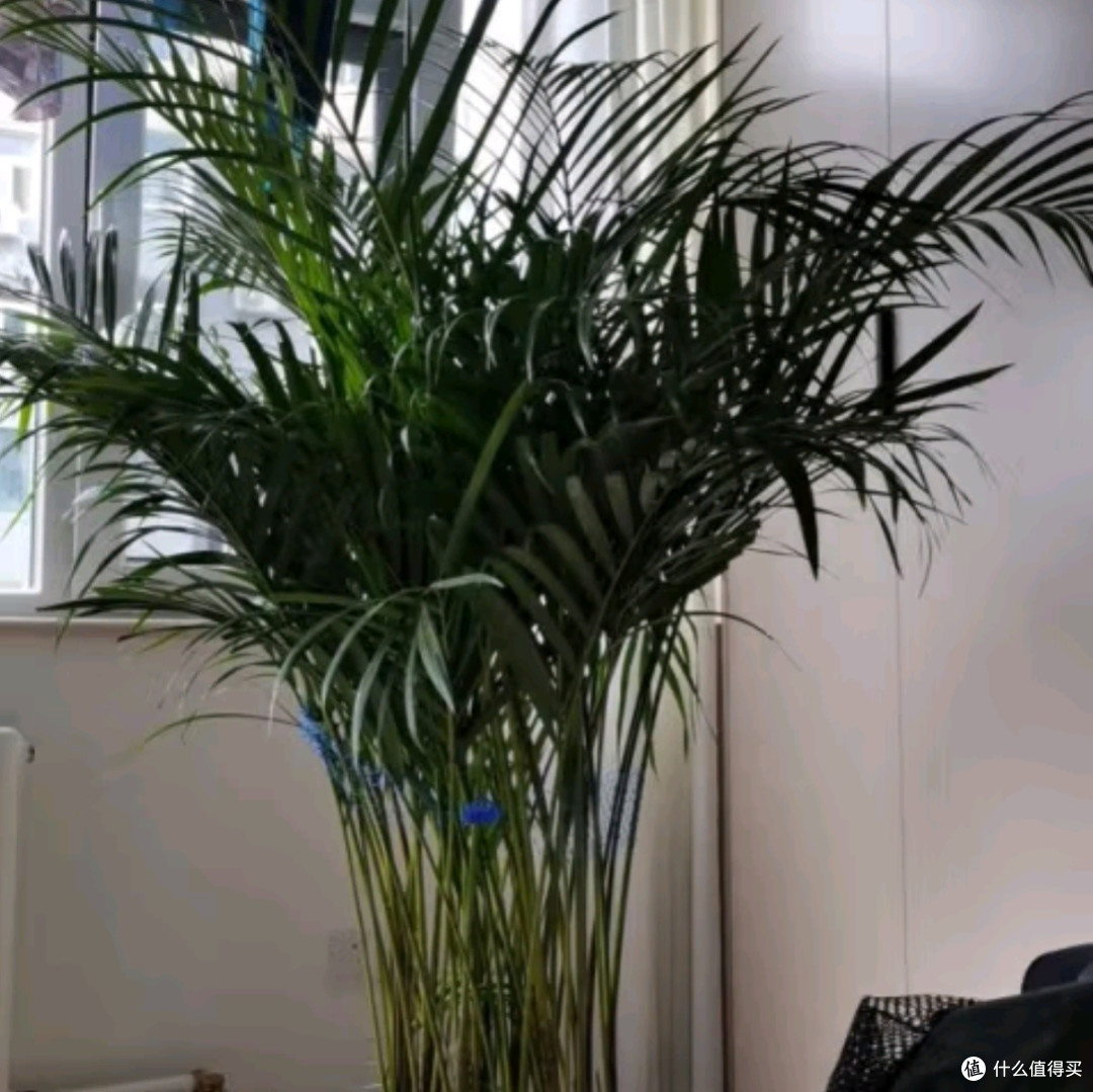 植男植女之选：客厅的绿色瑰宝——散尾葵大型绿植