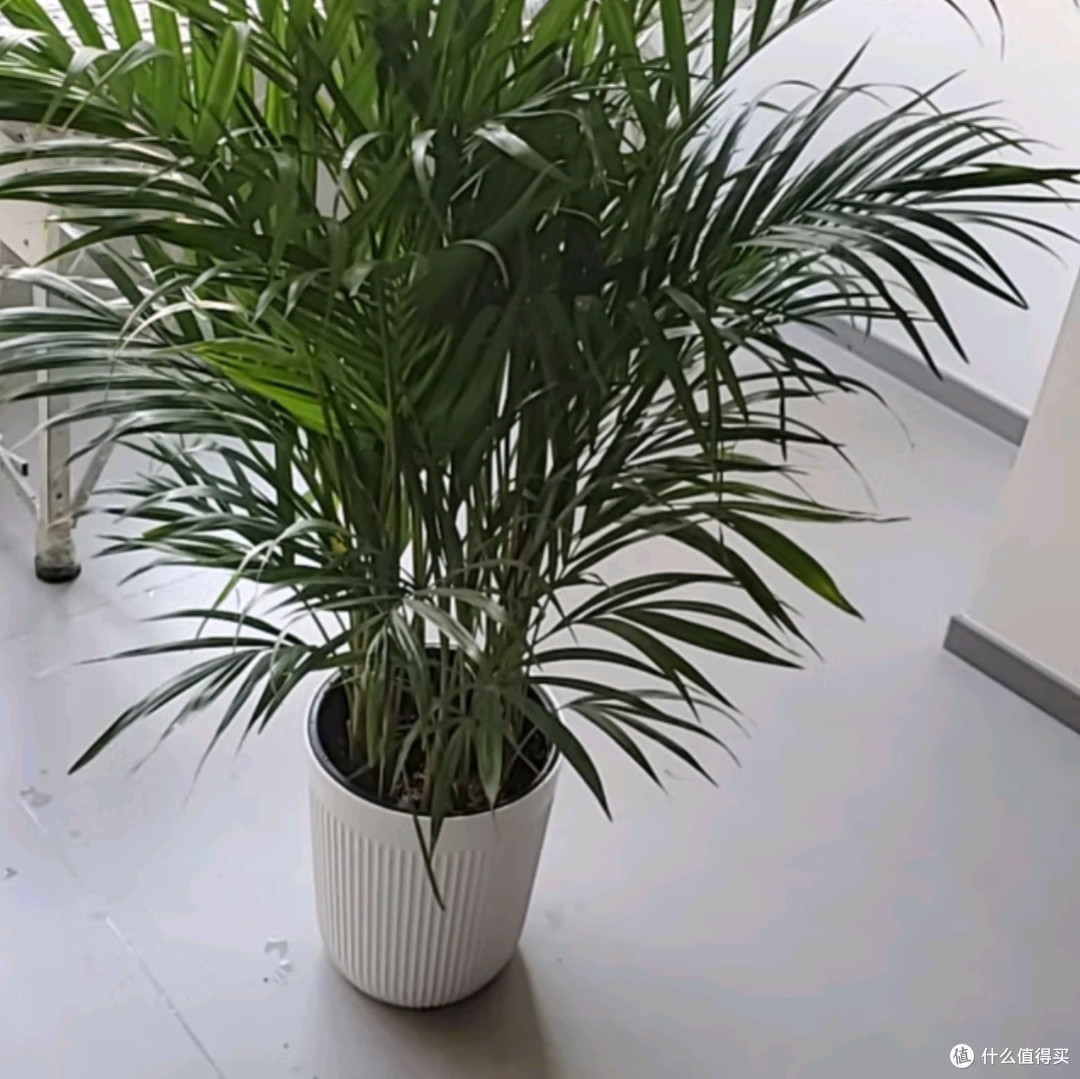 植男植女之选：客厅的绿色瑰宝——散尾葵大型绿植