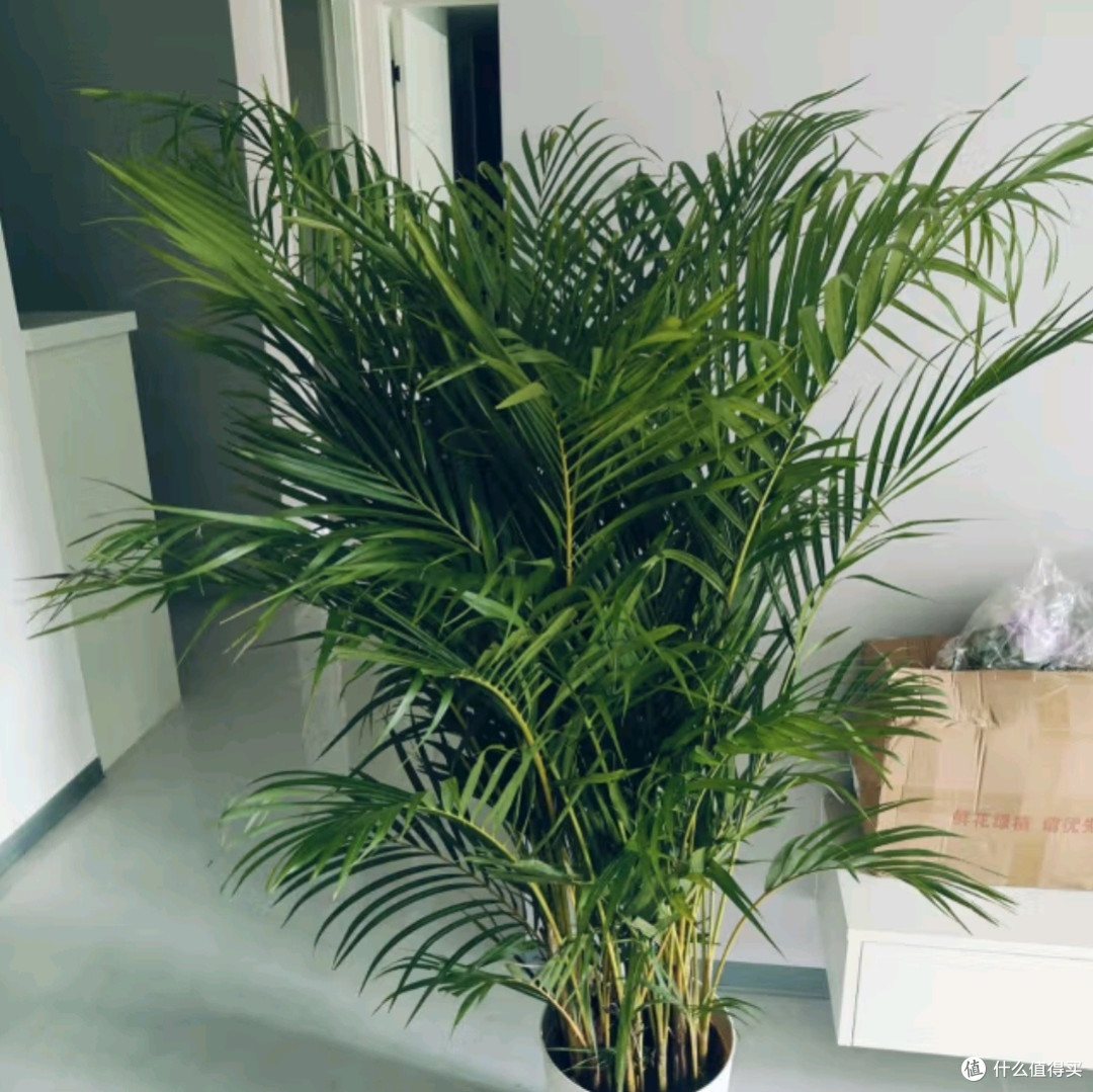 植男植女之选：客厅的绿色瑰宝——散尾葵大型绿植