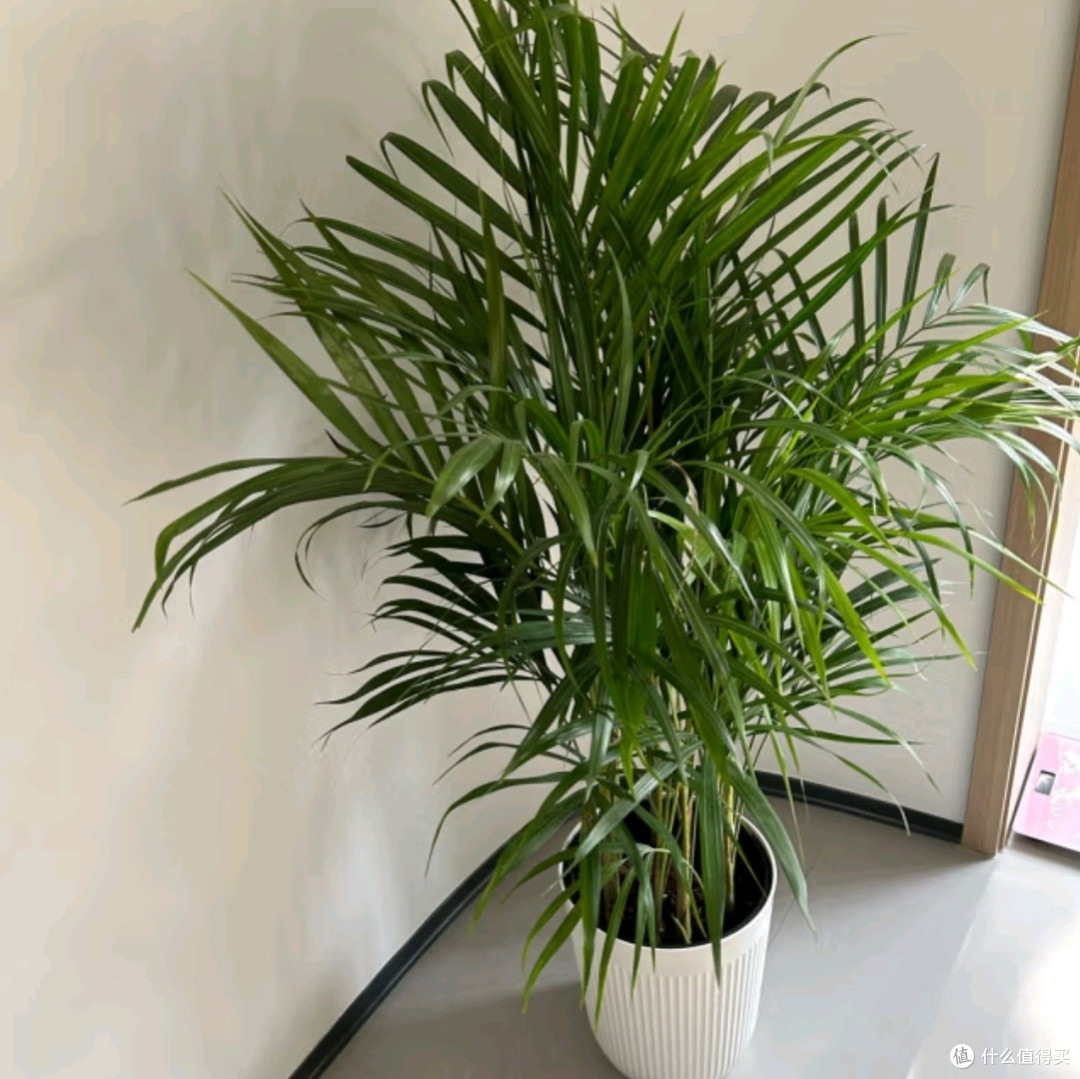 植男植女之选：客厅的绿色瑰宝——散尾葵大型绿植