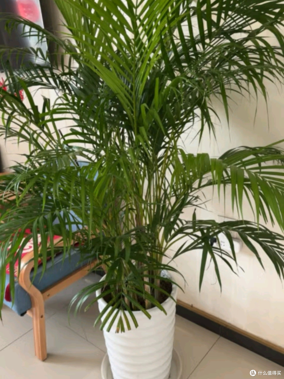 植男植女之选：客厅的绿色瑰宝——散尾葵大型绿植