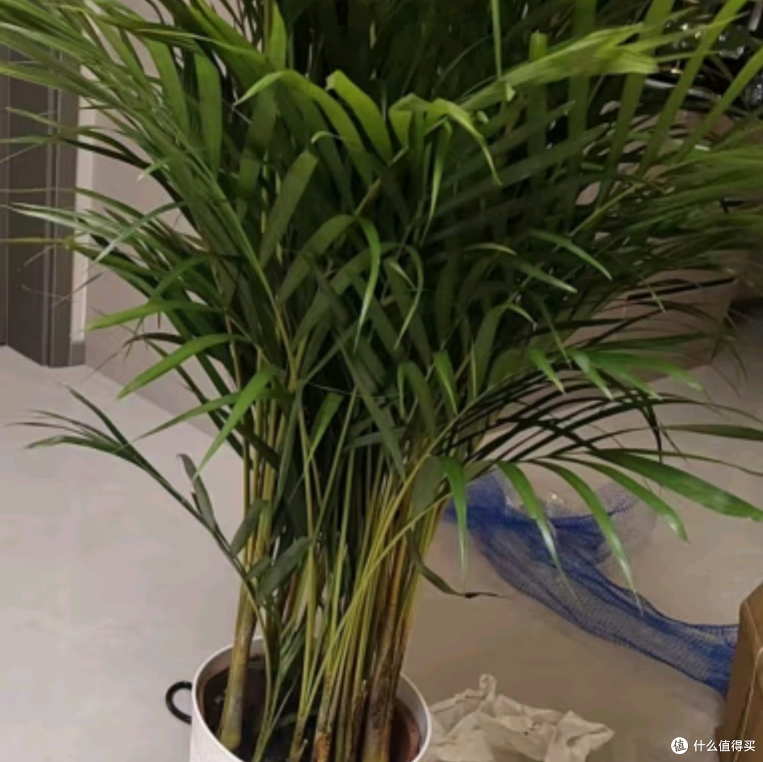 植男植女之选：客厅的绿色瑰宝——散尾葵大型绿植