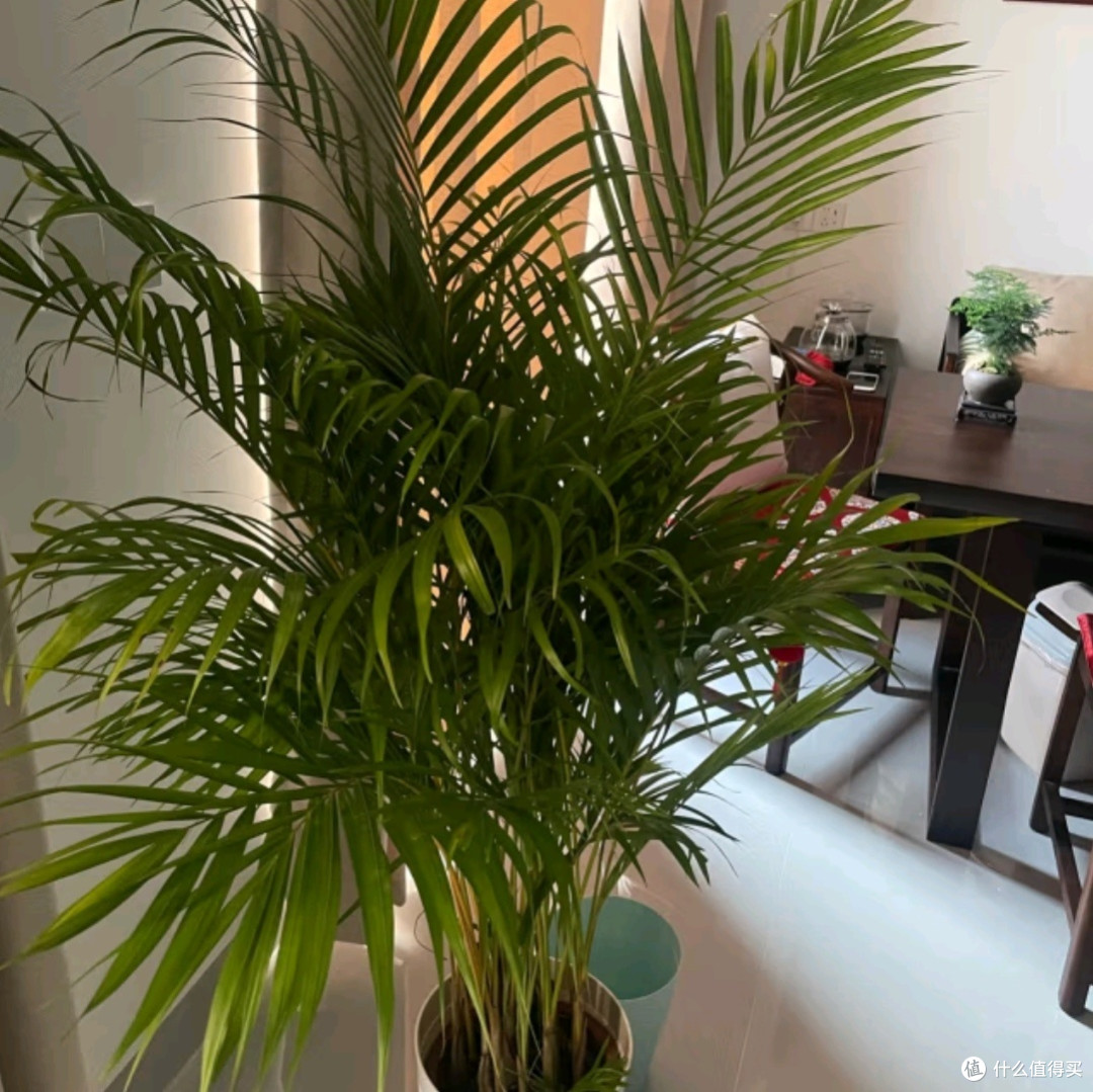 植男植女之选：客厅的绿色瑰宝——散尾葵大型绿植