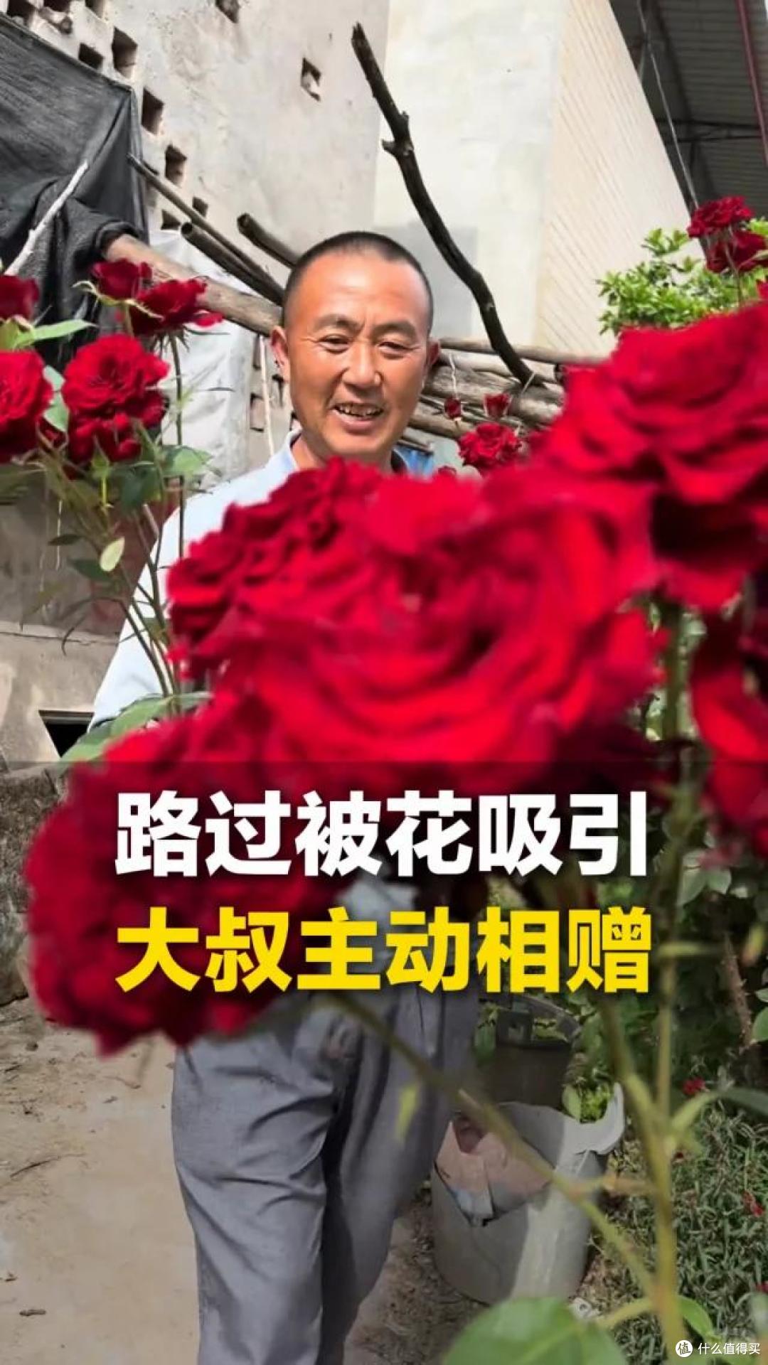 女子吐槽养了7年的三角梅:邻居看花,我看枝,到底图个啥?