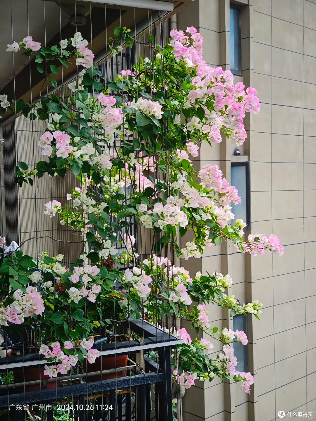 女子吐槽养了7年的三角梅:邻居看花,我看枝,到底图个啥?