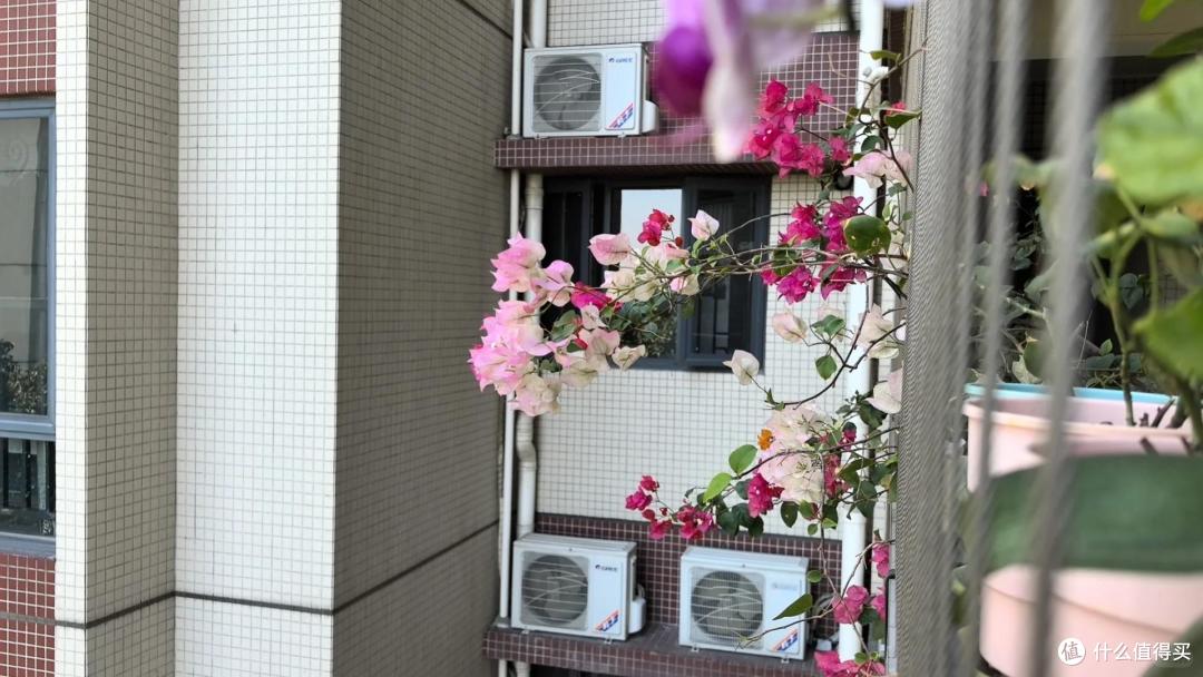 女子吐槽养了7年的三角梅:邻居看花,我看枝,到底图个啥?