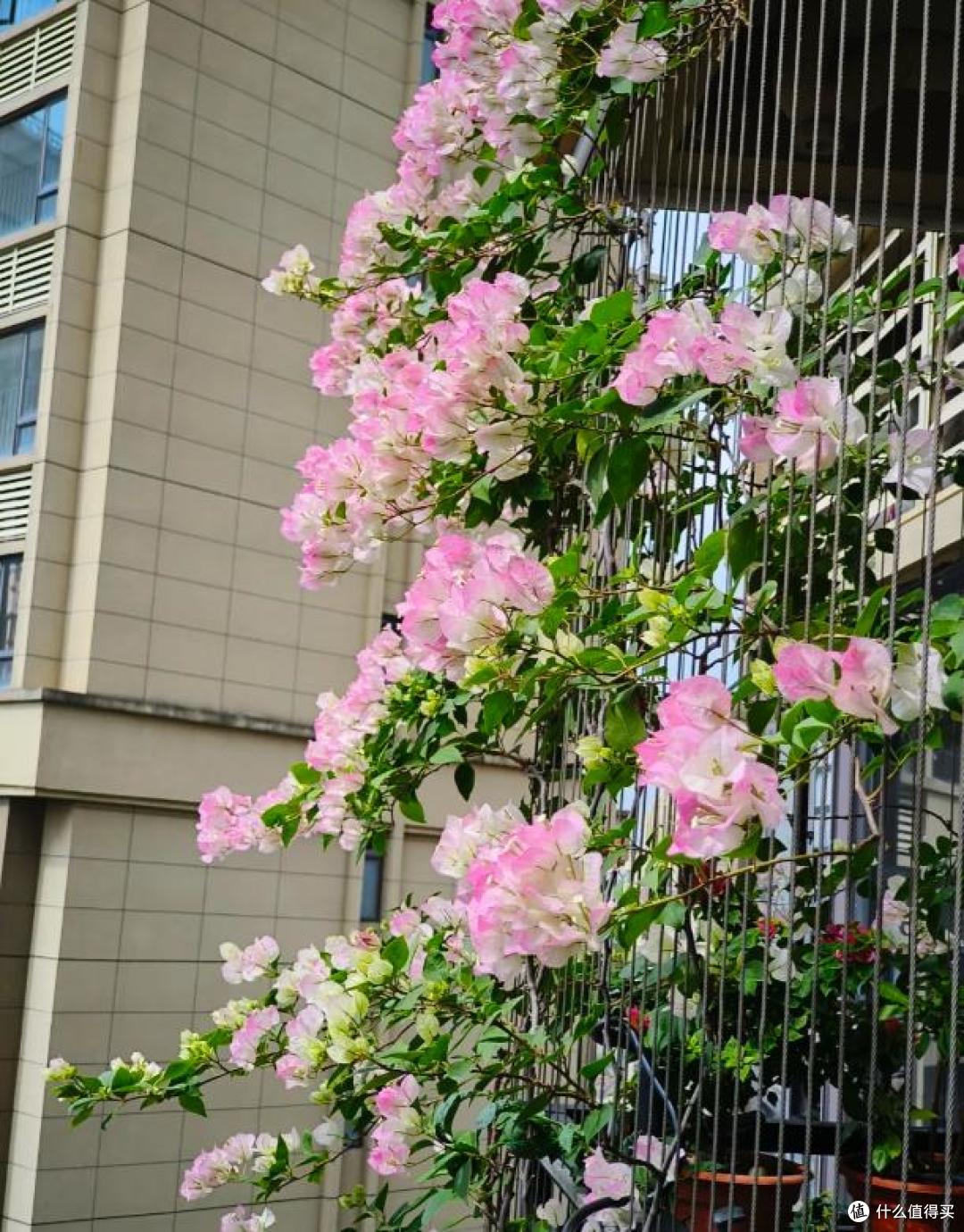 女子吐槽养了7年的三角梅:邻居看花,我看枝,到底图个啥?